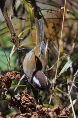 Fulvetta vinipectus