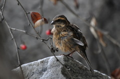 Carpodacus rodopeplus