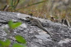 Laudakia tuberculata