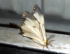 Pseudaphelia apollinaris