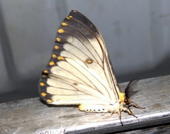 Pseudaphelia apollinaris