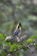 Machlolophus xanthogenys