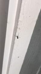 Leucauge argyrobapta image