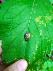 Fruticicola fruticum