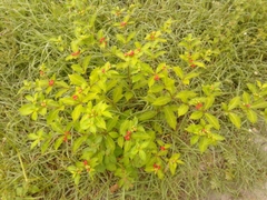 Rauvolfia