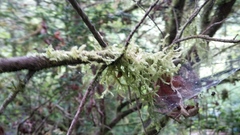 Pseudisothecium myosuroides