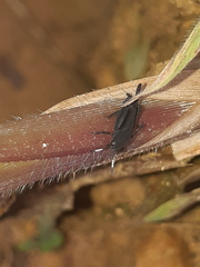 Ripipterygidae