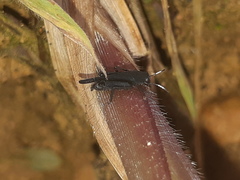 Ripipterygidae