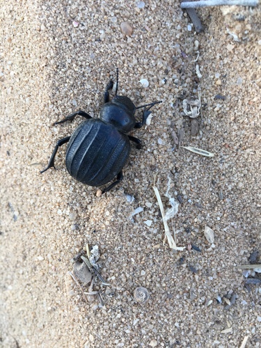 Pimelia Costata