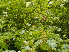 Polygonia satyrus satyrus