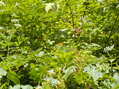 Polygonia satyrus satyrus