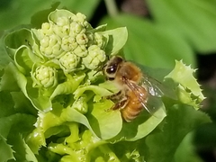 Apis mellifera