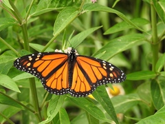 Danaus plexippus