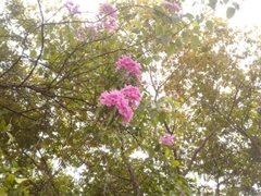 Bignonia diversifolia