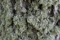 Ramalina labiosorediata