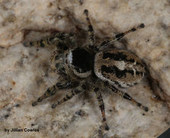 Phidippus tyrrelli