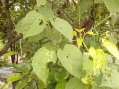 Bignonia diversifolia
