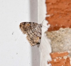 Idia americalis