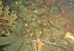Plaice photo 3