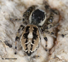 Phidippus tyrrelli