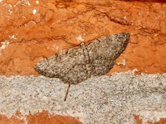 Protoboarmia porcelaria