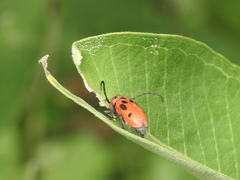 Tetraopes tetrophthalmus