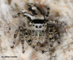 Phidippus tyrrelli