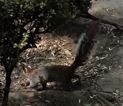 Sciurus aureogaster