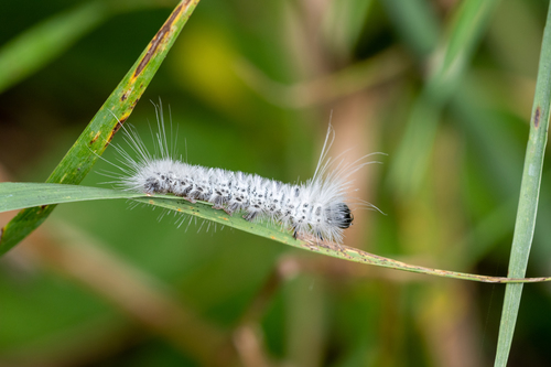Hickory Tussock Moth photo 4
