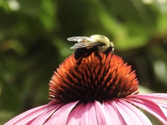 Bombus griseocollis
