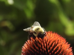 Bombus griseocollis