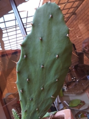 Opuntia