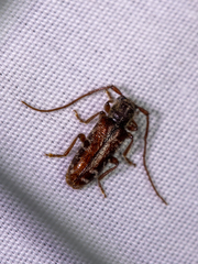 Eupogonius tomentosus