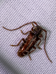 Eupogonius tomentosus