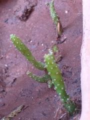 Opuntia