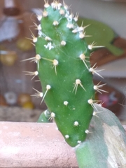 Opuntia