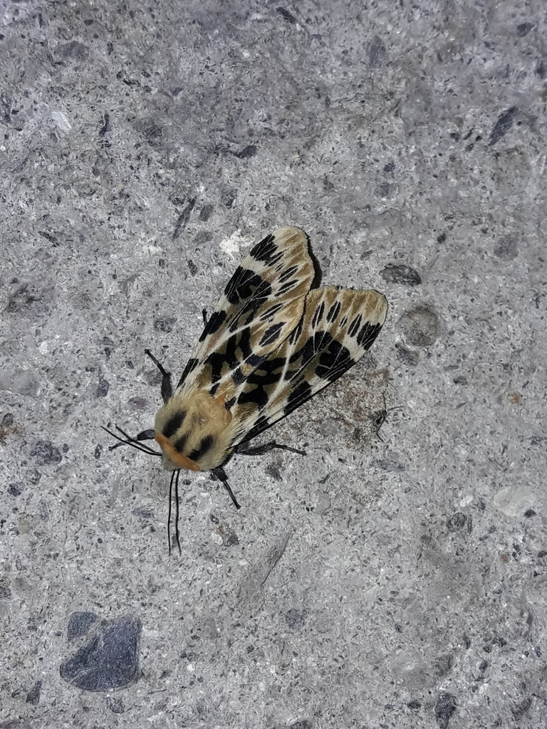Fulvocompe neurophylla
