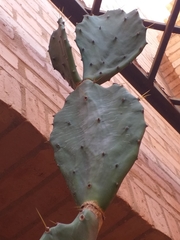 Opuntia