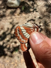 Limenitis lorquini powelli