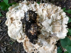 Meripilus sumstinei image