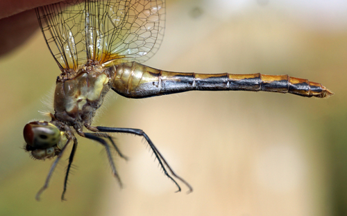 White-faced Meadowhawk photographed in Wisconsin