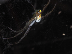 Cyrtophora cylindroides