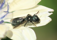 Ceratina cyanea