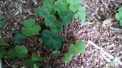 Oxalis