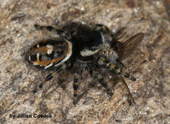 Phidippus tyrrelli