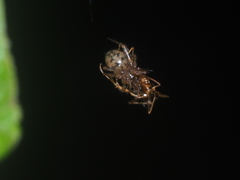 Dipoena submustelina