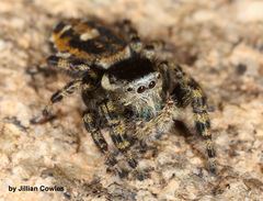 Phidippus tyrrelli
