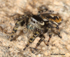 Phidippus tyrrelli