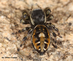 Phidippus tyrrelli