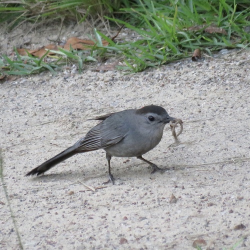 Gray Catbird photographed in Texas